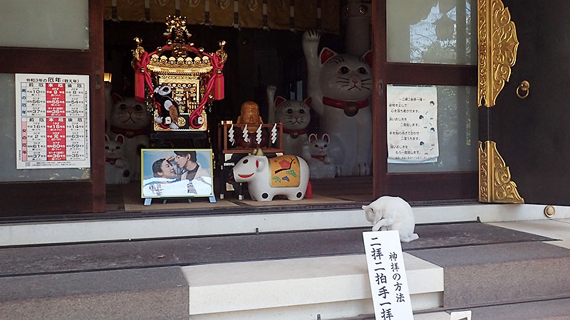 今戸神社のお辞儀（二拝）する猫